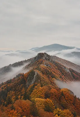 iPhone Duo autumn ridge wallpaper for the cover screen, A mountain ridge in autumn, rust and gold trees, low mist, and a pale grey sky. 1398x2034 px