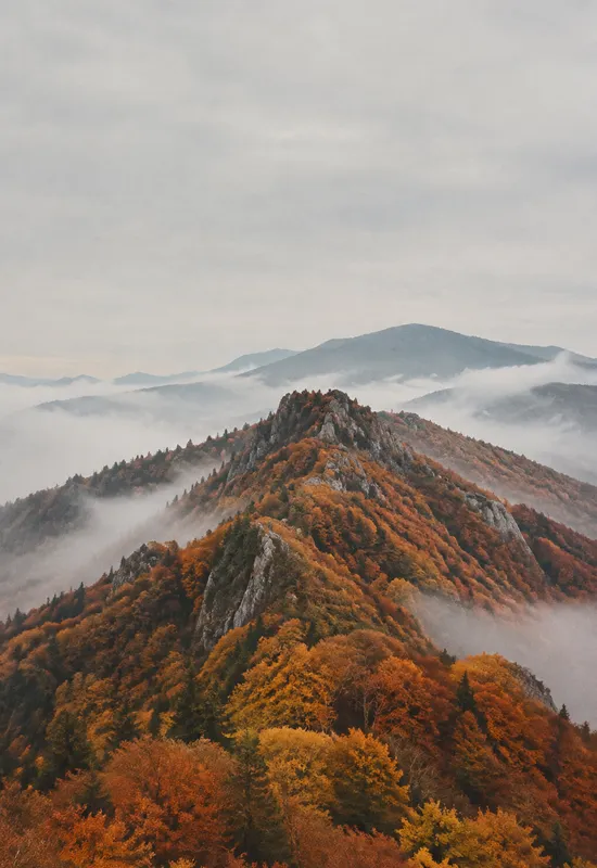 iPhone Duo autumn ridge wallpaper for the cover screen, A mountain ridge in autumn, rust and gold trees, low mist, and a pale grey sky. 1398x2034 px