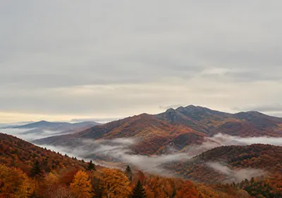 iPhone Duo autumn ridge wallpaper for the inner display, A mountain ridge in autumn, rust and gold trees, low mist, and a pale grey sky. 2670x1878 px