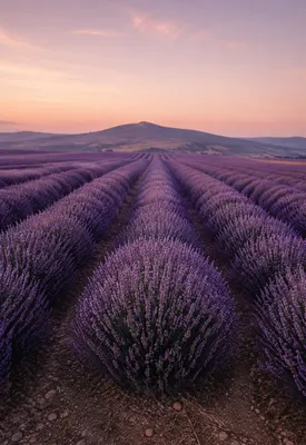 iPhone Duo lavender fields wallpaper for the cover screen, A field of lavender at dusk, soft purple rows fading into a pale pink sky, and a distant hill. 1398x2034 px