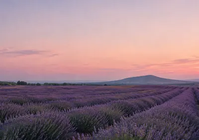 iPhone Duo lavender fields wallpaper for the inner display, A field of lavender at dusk, soft purple rows fading into a pale pink sky, and a distant hill. 2670x1878 px